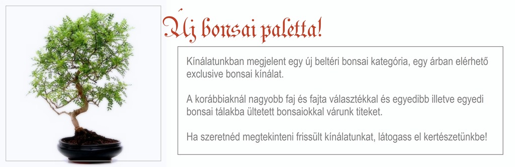 szoba bonsai nagy meretben a marczika bonsai studio kinalatabol
